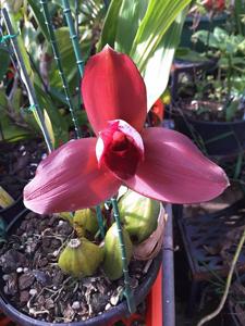 Lycaste Jackpot