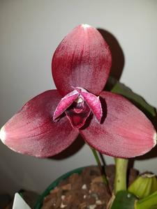 Lycaste Jackpot