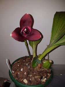 Lycaste Jackpot