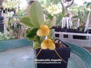Masdevallia Angelita