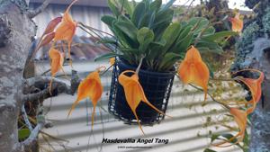 Masdevallia Angel Tang