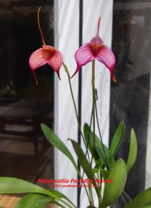 Masdevallia Paradise Sunset