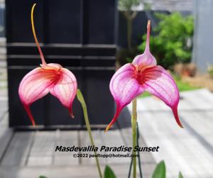 Masdevallia Paradise Sunset