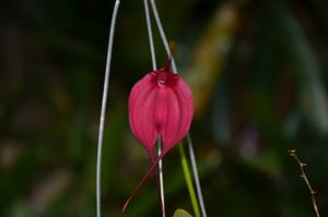 Masdevallia Machu Picchu