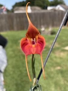 Masdevallia Marguerite