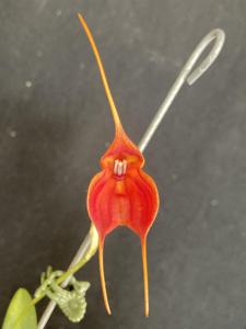 Masdevallia Marguerite