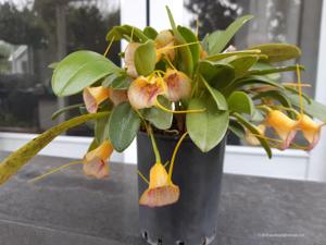 Masdevallia Gremlin