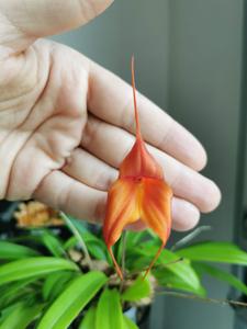 Masdevallia Copper Angel