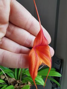 Masdevallia Copper Angel