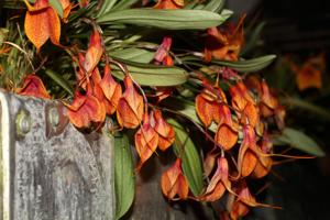 Masdevallia Sugar Baby