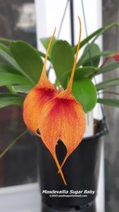 Masdevallia Sugar Baby