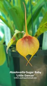 Masdevallia Sugar Baby