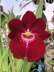 Miltoniopsis Bert Field