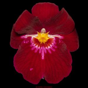 Miltoniopsis Bert Field