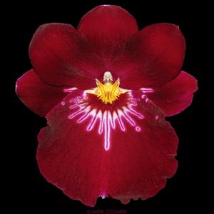 Miltoniopsis Bert Field