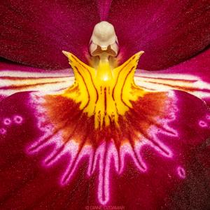 Miltoniopsis Bert Field