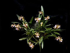 Miltonia Goodale Moir