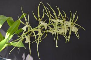 Brassia Rex