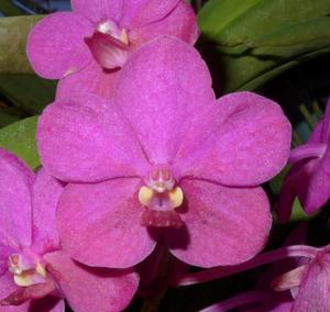 Vanda Fuchs Ruby