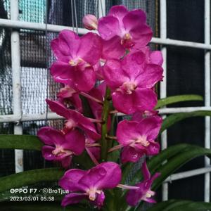 Vanda Fuchs Ruby