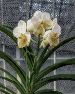 Vanda Tubtim Velvet