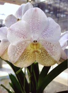 Vanda Tubtim Velvet