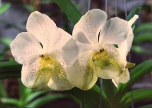 Vanda Tubtim Velvet