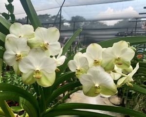 Vanda Tubtim Velvet