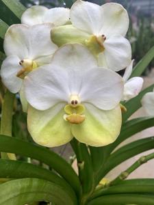 Vanda Tubtim Velvet