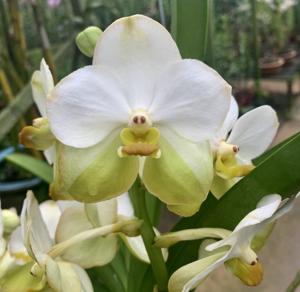 Vanda Tubtim Velvet