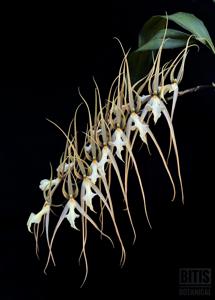 Brassia Datacosa