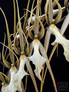 Brassia Datacosa