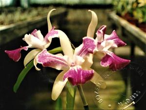 <i>Brassocattleya</i> Jackson Majewski