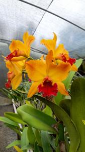 Rhyncholaeliocattleya Ahualoa