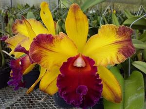 Rhyncholaeliocattleya Ahualoa