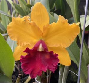 Rhyncholaeliocattleya Ahualoa