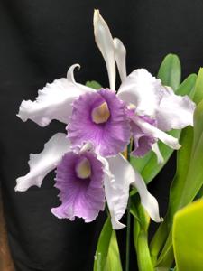 Rhyncholaeliocattleya Boca Grande