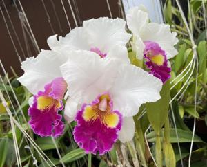 Rhyncholaeliocattleya Varut Rittinun