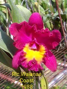 Rhyncholaeliocattleya Waianae Coast