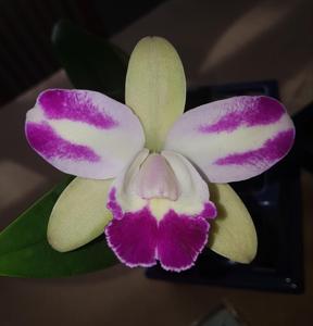 Rhyncholaeliocattleya Yen Corona