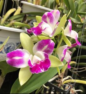 Rhyncholaeliocattleya Yen Corona