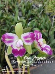 Rhyncholaeliocattleya Yen Corona