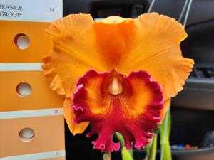 Rhyncholaeliocattleya Yen Twentyfour Carat