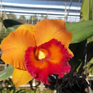 Rhyncholaeliocattleya Yen Twentyfour Carat