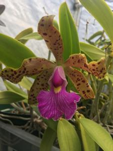 Cattleya Acvel