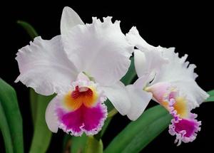 Cattleya Hawaiian Crystal