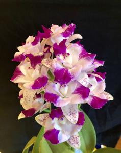 Cattleya Monte Elegante