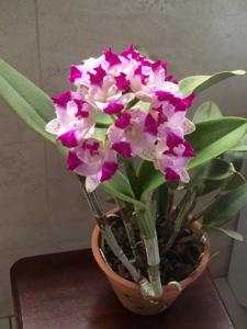 Cattleya Monte Elegante