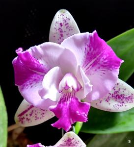 Cattleya Monte Elegante