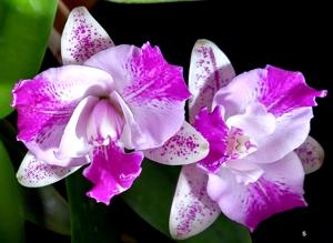 Cattleya Monte Elegante